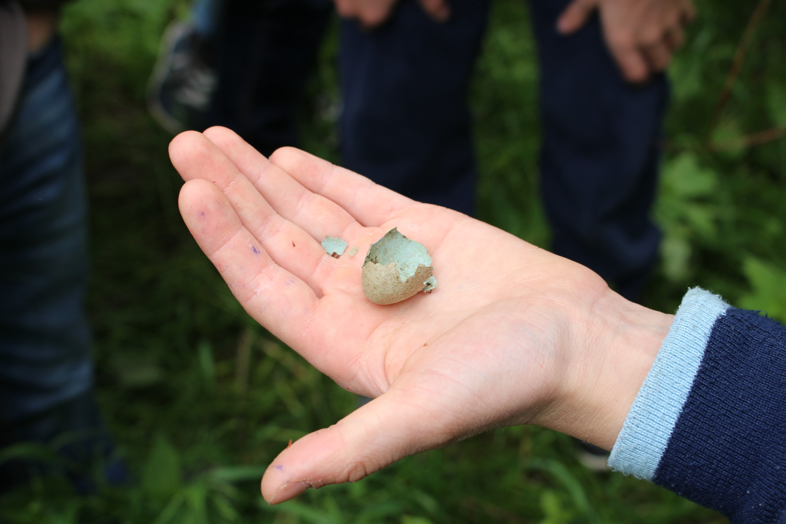 Eischale einer Amsel auf der Hand eines Kindes