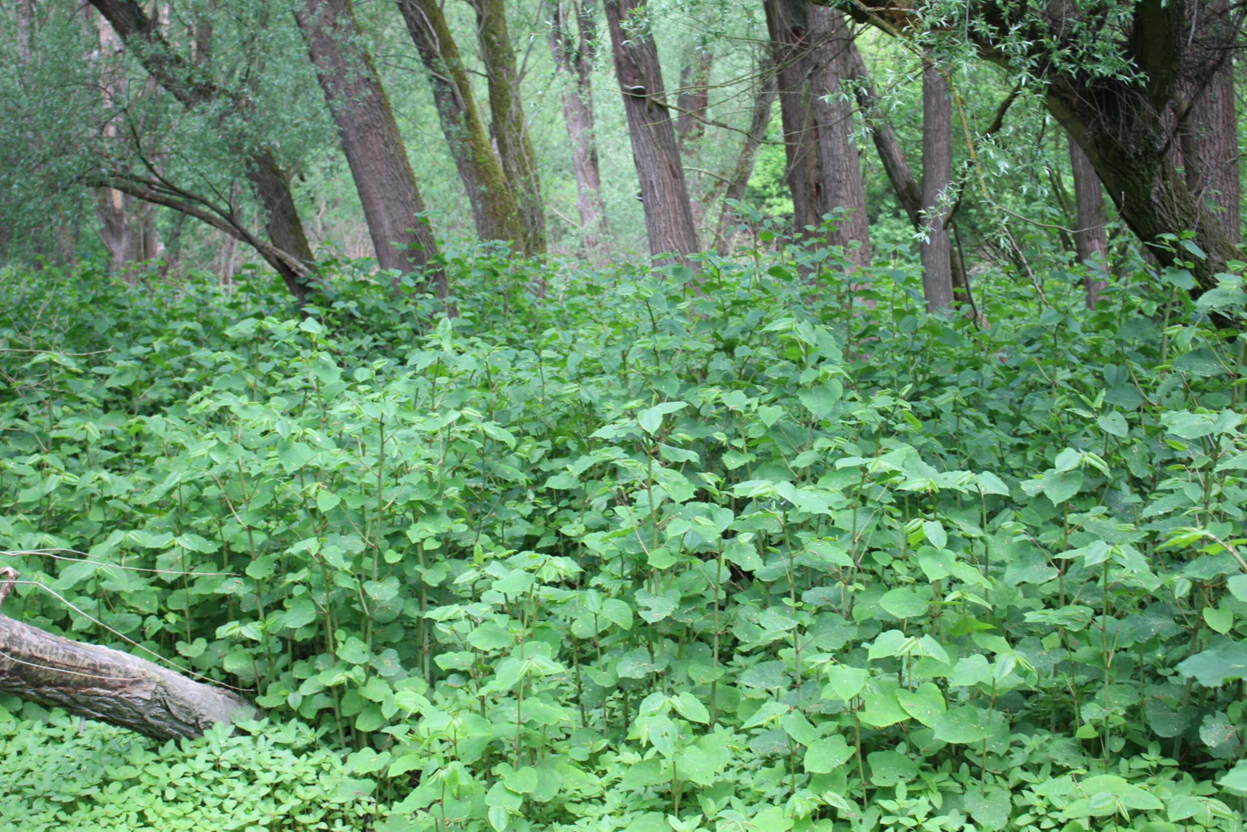 Dichter Unterwuchs im Wald