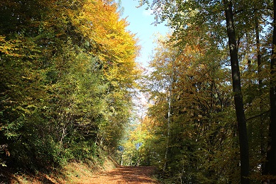 Mischwald im Herbst (C)NFI
