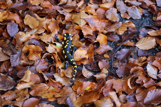 Feuersalamander im Buchenlaub (C)NFI