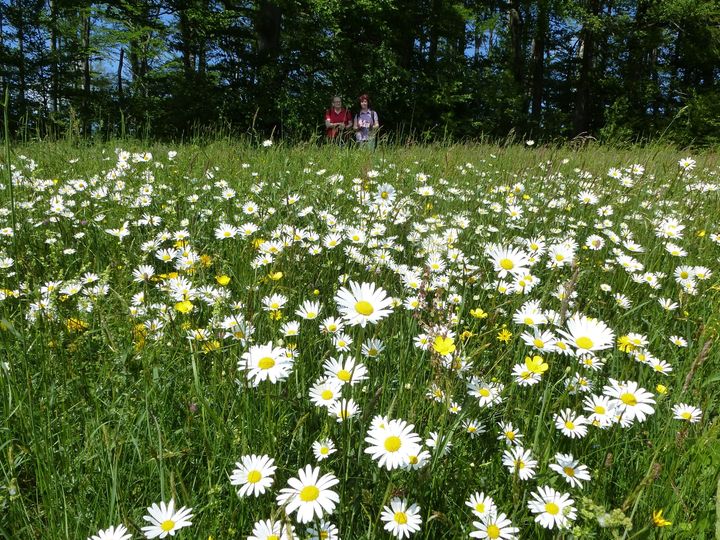 WohlfühlWeg Rekawinkel im Wienerwald ©Lucia Trözmüller