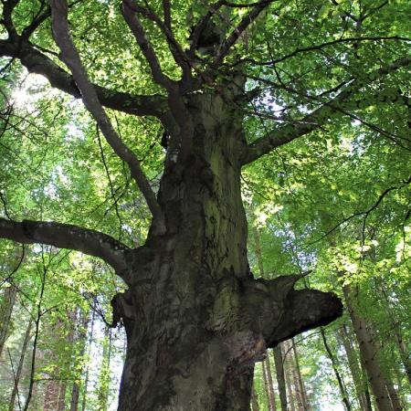 Naturdenkmal Alte Buche