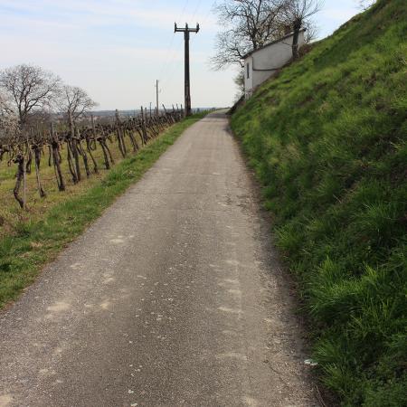 Am Suessenberg bei Mautern